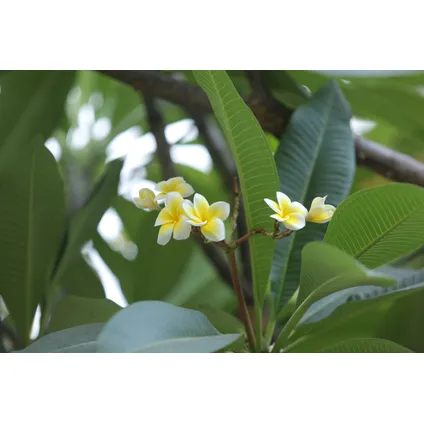 Plumeria Frangipani Paars - Hawaii - Pot 17cm - Hoogte 55-70cm 6