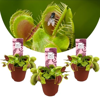 Dionaea Muscipula - Venus Vliegenvanger - Set van 3 - Pot 5,5cm - Hoogte 5-10cm