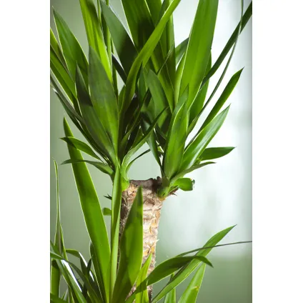 Yucca Elephantipes - Palmlelie - Set van 2 - Kamerpalm - ⌀21cm - Hoogte 70-80cm 3