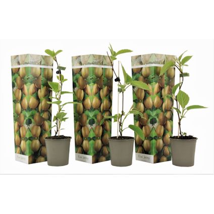 Kiwi Actinidia 'Jenny' - Set de 3 - Plantes de Kiwi - Pot 9cm - Hauteur 20-40cm