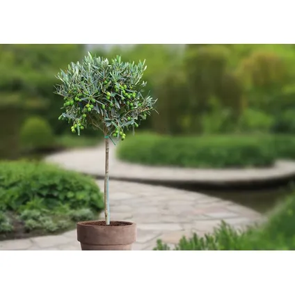 Olea Europaea - Winterharde olijfboom op stam - Pot 21cm - Hoogte 90-100cm 6