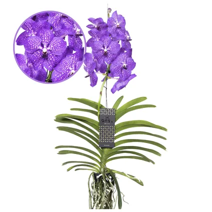 Vanda New Blue - Tropische Orchidee - Bloeiende Orchidee - Hoogte 55-65cm