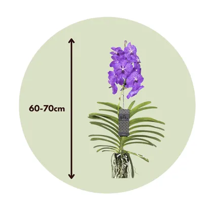 Vanda New Blue - Tropische Orchidee - Bloeiende Orchidee - Hoogte 55-65cm 2