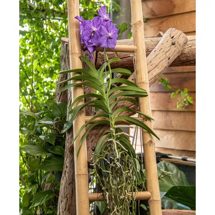 Vanda New Blue - Tropische Orchidee - Bloeiende Orchidee - Hoogte 55-65cm 4