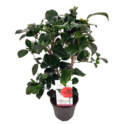 Camellia japonica 'Lady Campbell' - Roos - Pot 15cm - Hoogte 50-60cm