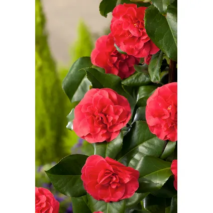 Camellia japonica 'Lady Campbell' - Roos - Pot 15cm - Hoogte 50-60cm 3