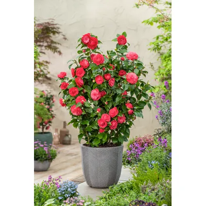 Camellia japonica 'Lady Campbell' - Roos - Pot 15cm - Hoogte 50-60cm 4