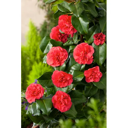 Camellia japonica 'Lady Campbell' - Roos - Pot 15cm - Hoogte 50-60cm 5
