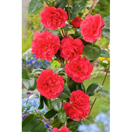 Camellia japonica 'Lady Campbell' - Roos - Pot 15cm - Hoogte 50-60cm 6