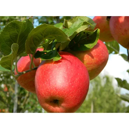 Fruitbomen - mix van 3 - appel, peer, abrikoos - ⌀9cm - hoogte 60-70cm 5