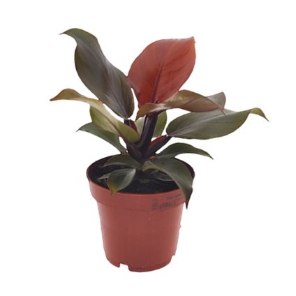 Philodendron 'Sunlight' - Kamerplant - Pot 12cm - Hoogte 20-30cm
