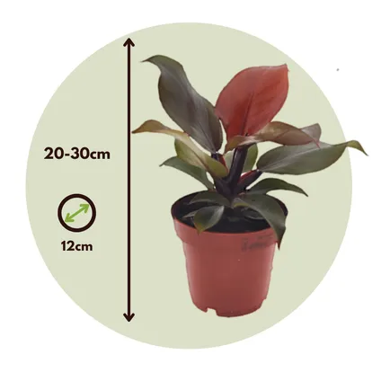 Philodendron 'Zonlicht' - Kamerplant - Pot 12cm - Hoogte 20-30cm 2