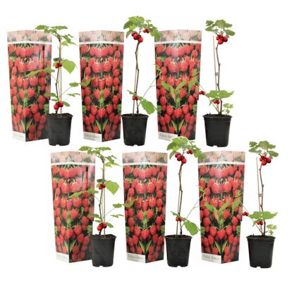 Frambozenplant - Set van 6 - Frambozenstruik - Pot 9cm - Hoogte 25-40cm