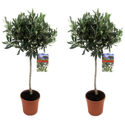 Olea Europaea - Set van 2 - Olijfboom op stam - Pot 21cm - Hoogte 90-100cm