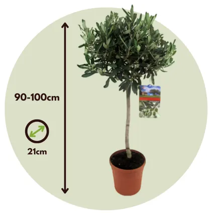 Olea Europaea - Set van 2 - Olijfboom op stam - Pot 21cm - Hoogte 90-100cm 2