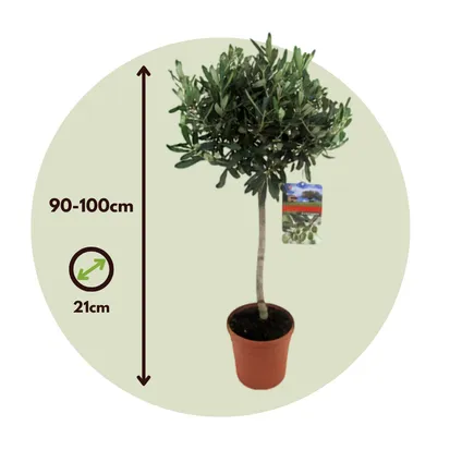 Olea Europaea - Set van 2 - Olijfboom op stam - Pot 21cm - Hoogte 90-100cm 3