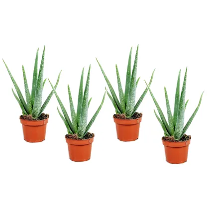 Aloe Vera - Set de 4 - Succulentes - ⌀10,5cm - Hauteur 25-40cm