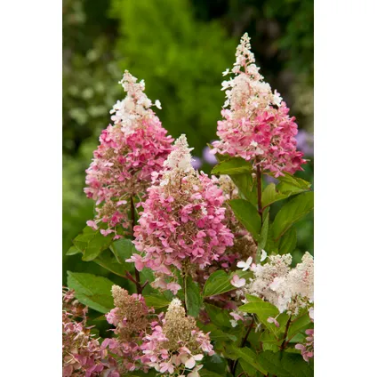 Hortensia Paniculata 'Pink Lady' - Set van 3 - Pot 9cm - Hoogte 25-40m 3