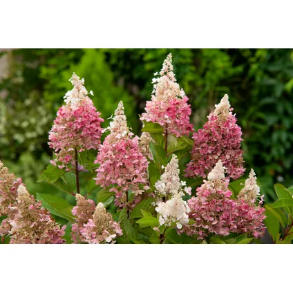 Hydrangea Paniculata Pink Lady - Hortensia - Set de 3 - Jardin - ⌀9cm - H25-40cm 6