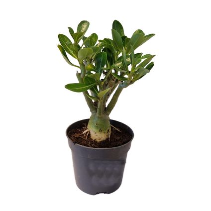 Adenium Obesum - Rosier du désert fleuri - Pot 10.5cm - Hauteur 25-40cm