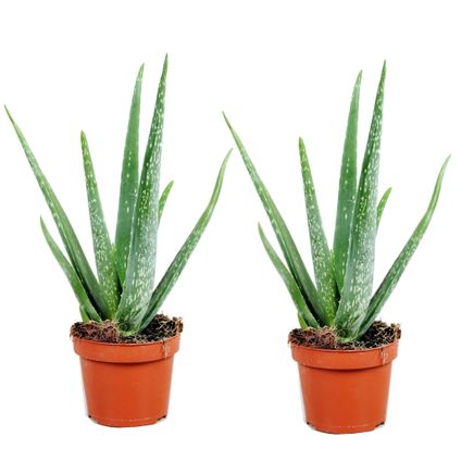 Aloe Vera - Set de 2 - Succulente - Pot 10,5cm - Hauteur 25-40cm