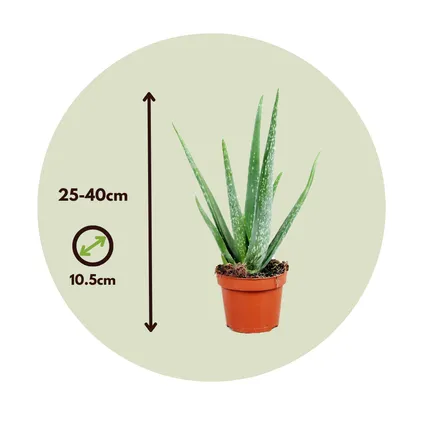 Aloe Vera - Set de 2 - Succulente - Pot 10,5cm - Hauteur 25-40cm 2