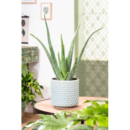 Aloe Vera - Set de 2 - Succulente - Pot 10,5cm - Hauteur 25-40cm 5
