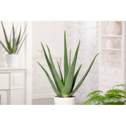 Aloe Vera - Set de 2 - Succulente - Pot 10,5cm - Hauteur 25-40cm 6