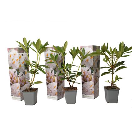 Rhododendron - Mix van 3 - Wit - Tuinplant - Pot 9cm - Hoogte 25-40cm