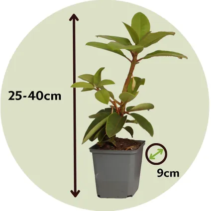 Rhododendron - Mix van 3 - Wit - Tuinplant - Pot 9cm - Hoogte 25-40cm 2