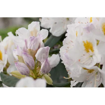 Rhododendron - Mix van 3 - Wit - Tuinplant - Pot 9cm - Hoogte 25-40cm 3