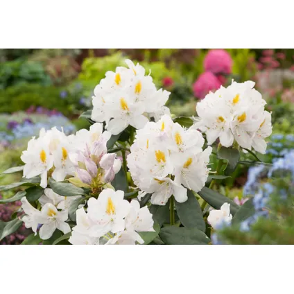 Rhododendron - Mix van 3 - Wit - Tuinplant - Pot 9cm - Hoogte 25-40cm 4