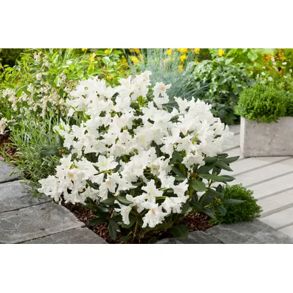 Rhododendron - Mix van 3 - Wit - Tuinplant - Pot 9cm - Hoogte 25-40cm 5