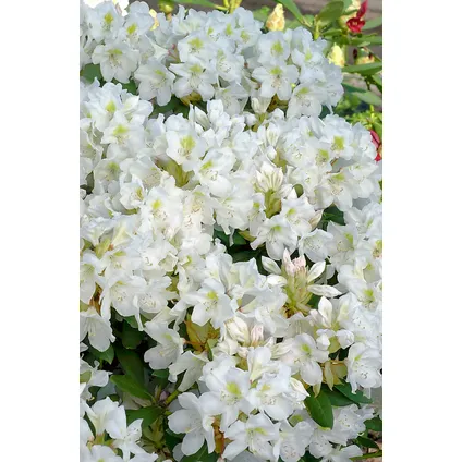 Rhododendron - Mix van 3 - Wit - Tuinplant - Pot 9cm - Hoogte 25-40cm 6