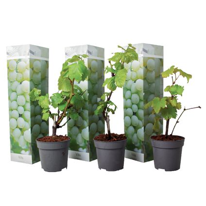 Plants de Raisin - Set de 3 - Vitis Vinifera - Blanc - Pot 9cm - Hauteur 25-40cm