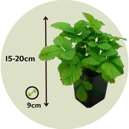 Fragaria x ananassa Roman - Set van 6 - Aardbeienplant - ⌀9cm - Hoogte 15-20cm 2