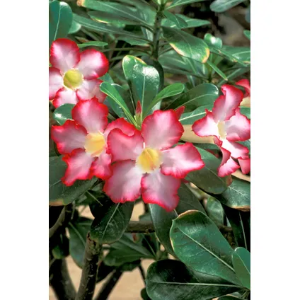Adenium Obesum - Set de 2 - Rose du desert - Plantes exotique