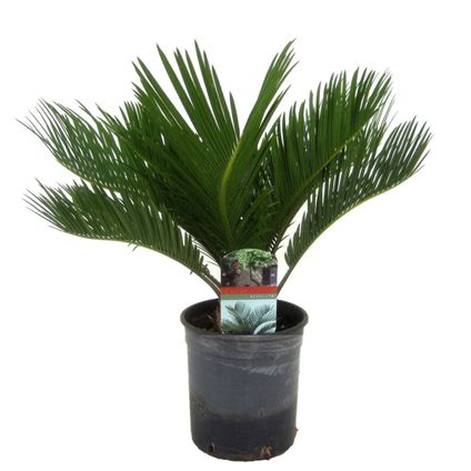 Cycas Revoluta - Fern Palm - Pot 15cm - Hauteur 45-60cm