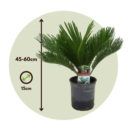 Cycas Revoluta - Fern Palm - Pot 15cm - Hauteur 45-60cm 2