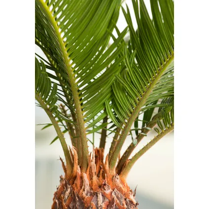Cycas Revoluta - Fern Palm - Pot 15cm - Hauteur 45-60cm 3