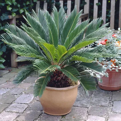 Cycas Revoluta - Fern Palm - Pot 15cm - Hauteur 45-60cm 4