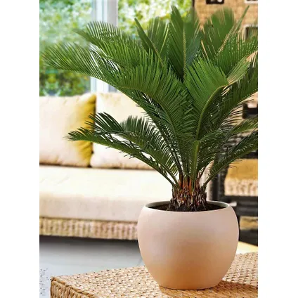 Cycas Revoluta - Fern Palm - Pot 15cm - Hauteur 45-60cm 6