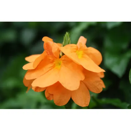 Crossandra Fortuna - Set van 2 - Oranje bloemen - Pot 13cm - Hoogte 20-30cm 3