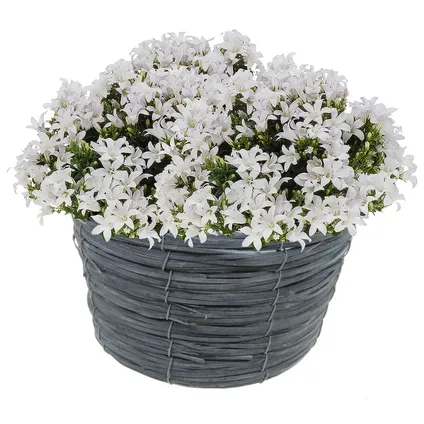 Bellatio flowers & plants Bloempot - rotan mand - grijs - 21 x 14 cm 2