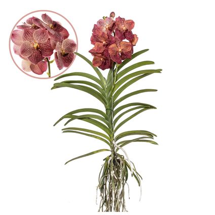 Vanda Corail Léopard - Orchidée tropicale - Orchidée en fleur - Hauteur 80-90cm