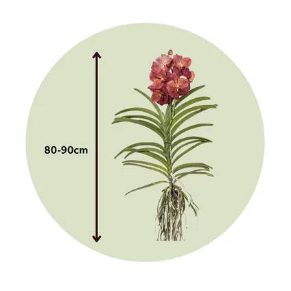 Vanda Corail Léopard - Orchidée tropicale - Orchidée en fleur - Hauteur 80-90cm 2