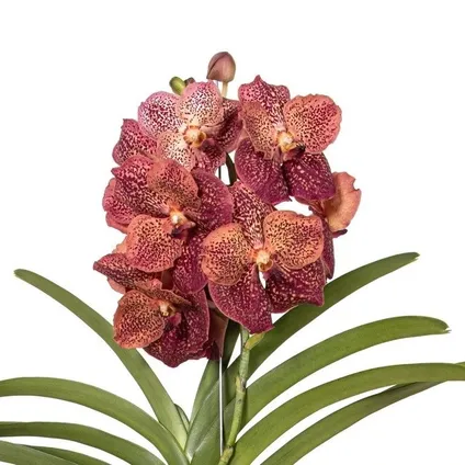 Vanda Corail Léopard - Orchidée tropicale - Orchidée en fleur - Hauteur 80-90cm 3