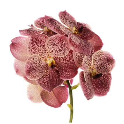 Vanda Corail Léopard - Orchidée tropicale - Orchidée en fleur - Hauteur 80-90cm 4