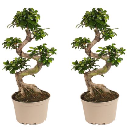 Ficus Ginseng S-vorm - Set van 2 - Japanse Bonsai - Pot 20cm - Hoogte 55-65cm