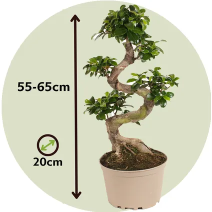 Ficus Ginseng S-vorm - Set van 2 - Japanse Bonsai - Pot 20cm - Hoogte 55-65cm 2